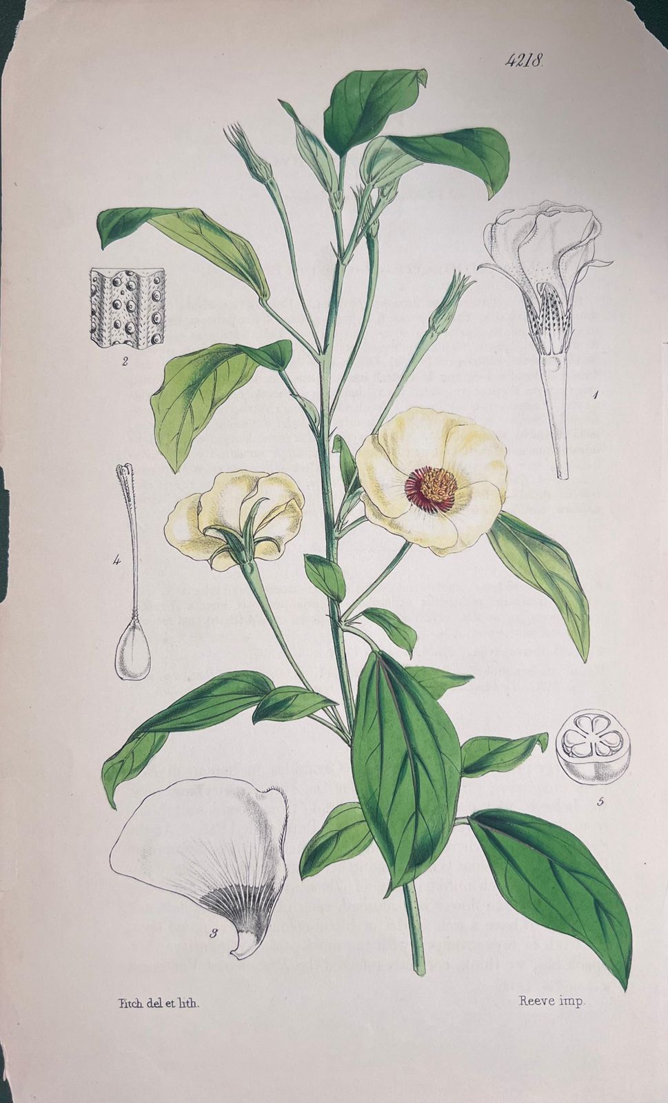 Unknownset Of Six Fine Antique British Hand Coloured Botanical Prints, Circa 1900'searly Mid 19th Century photo for sale