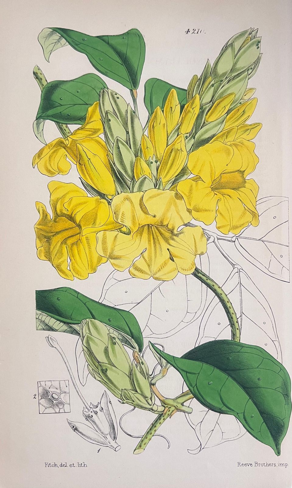 Unknownset Of Six Fine Antique British Hand Coloured Botanical Prints, Circa 1900'searly Mid 19th Century photo vinterior