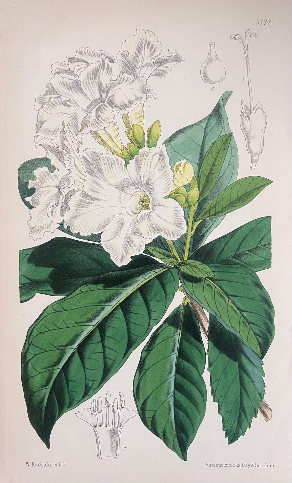 Unknownset Of Six Fine Antique British Hand Coloured Botanical Prints, Circa 1900'searly Mid 19th Century photo buy