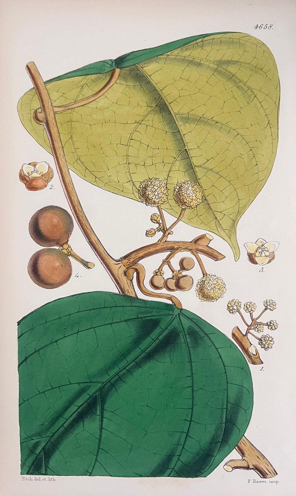 Unknownset Of Six Fine Antique British Hand Coloured Botanical Prints, Circa 1900'searly Mid 19th Century photo buy