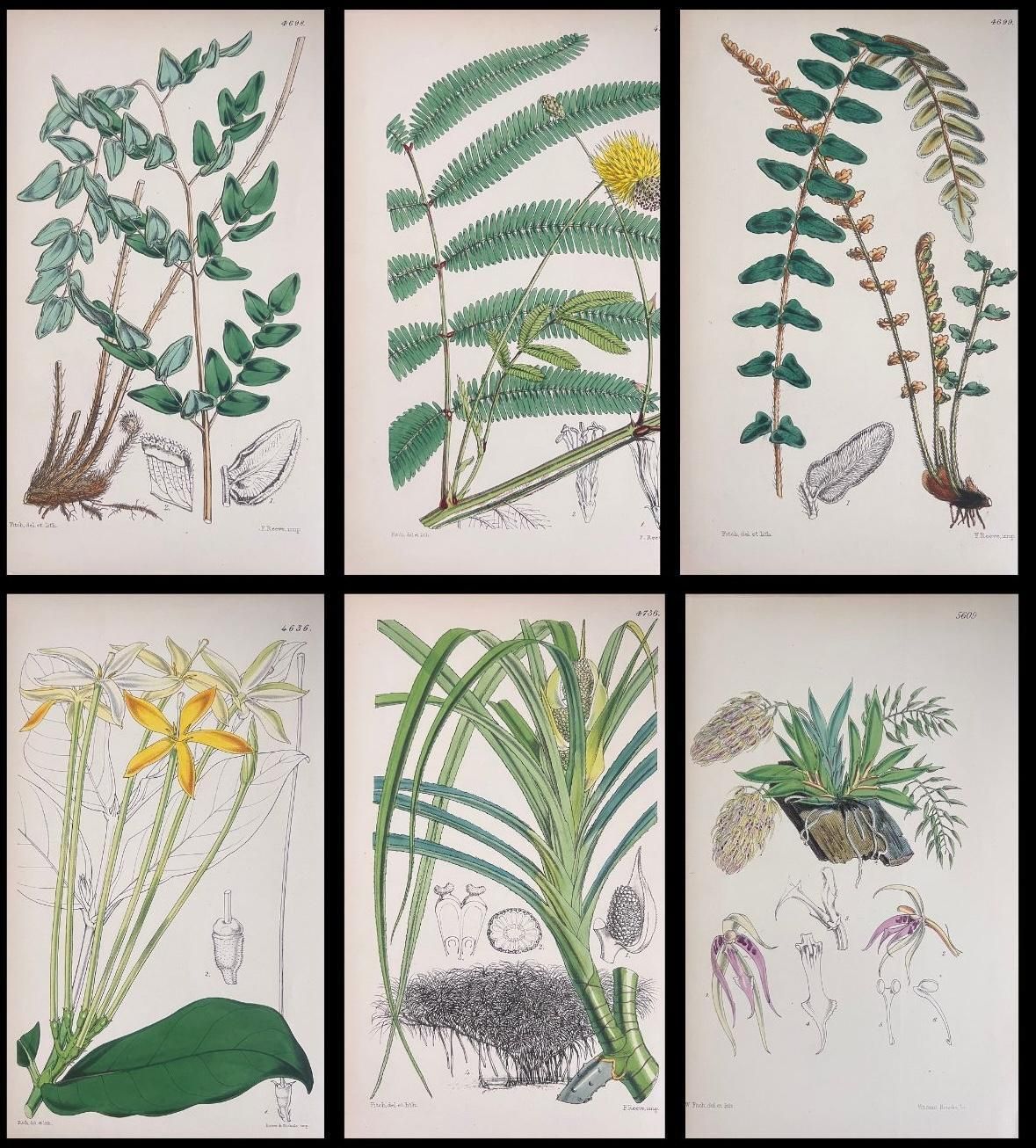 Unknownset Of Six Fine Antique British Hand Coloured Botanical Prints, Circa 1900'searly Mid 19th Century