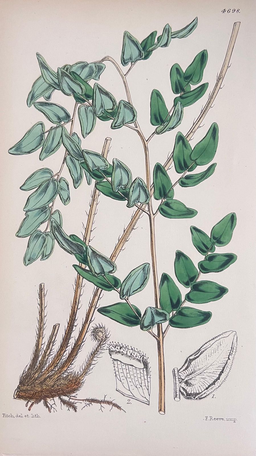 Unknownset Of Six Fine Antique British Hand Coloured Botanical Prints, Circa 1900'searly Mid 19th Century photo furniture