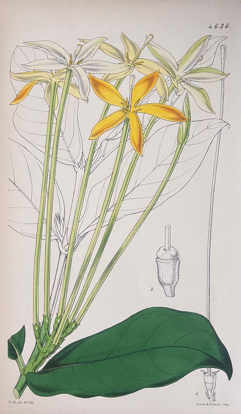 Unknownset Of Six Fine Antique British Hand Coloured Botanical Prints, Circa 1900'searly Mid 19th Century photo 407.0