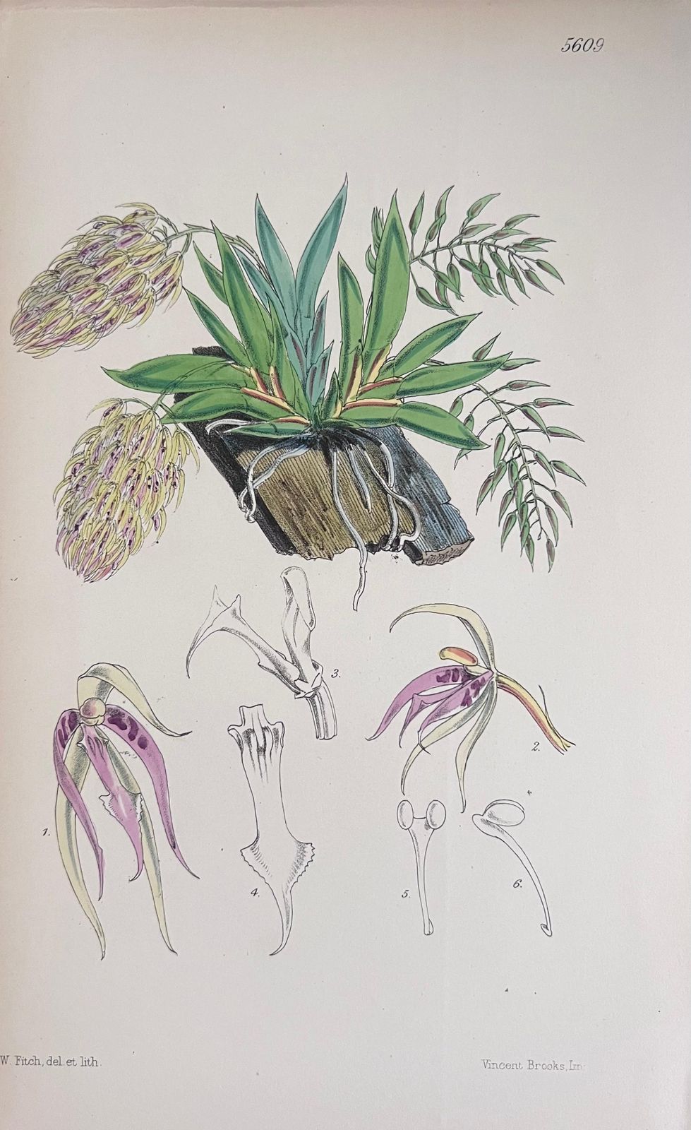 Unknownset Of Six Fine Antique British Hand Coloured Botanical Prints, Circa 1900'searly Mid 19th Century photo vinterior
