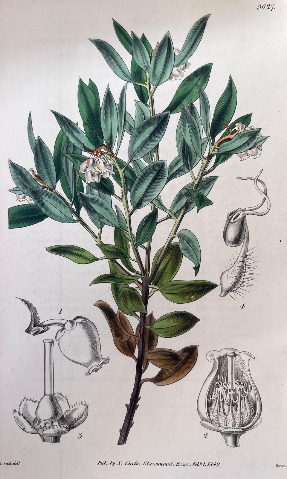 Unknownset Of Six Fine Antique British Hand Coloured Botanical Prints, Circa 1900'searly Mid 19th Century photo 400.0