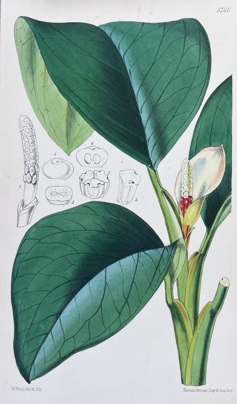 Unknownset Of Six Fine Antique British Hand Coloured Botanical Prints, Circa 1900'searly Mid 19th Century photo buy