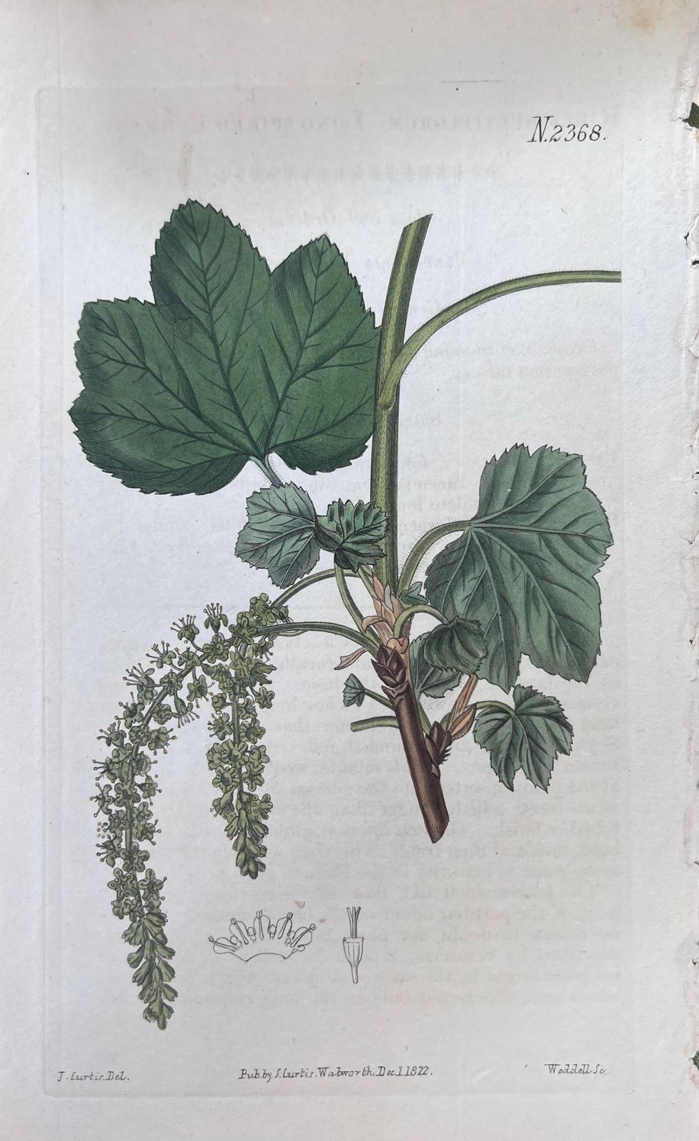 Unknownset Of Six Fine Antique British Hand Coloured Botanical Prints, Circa 1900'searly Mid 19th Century photo for sale