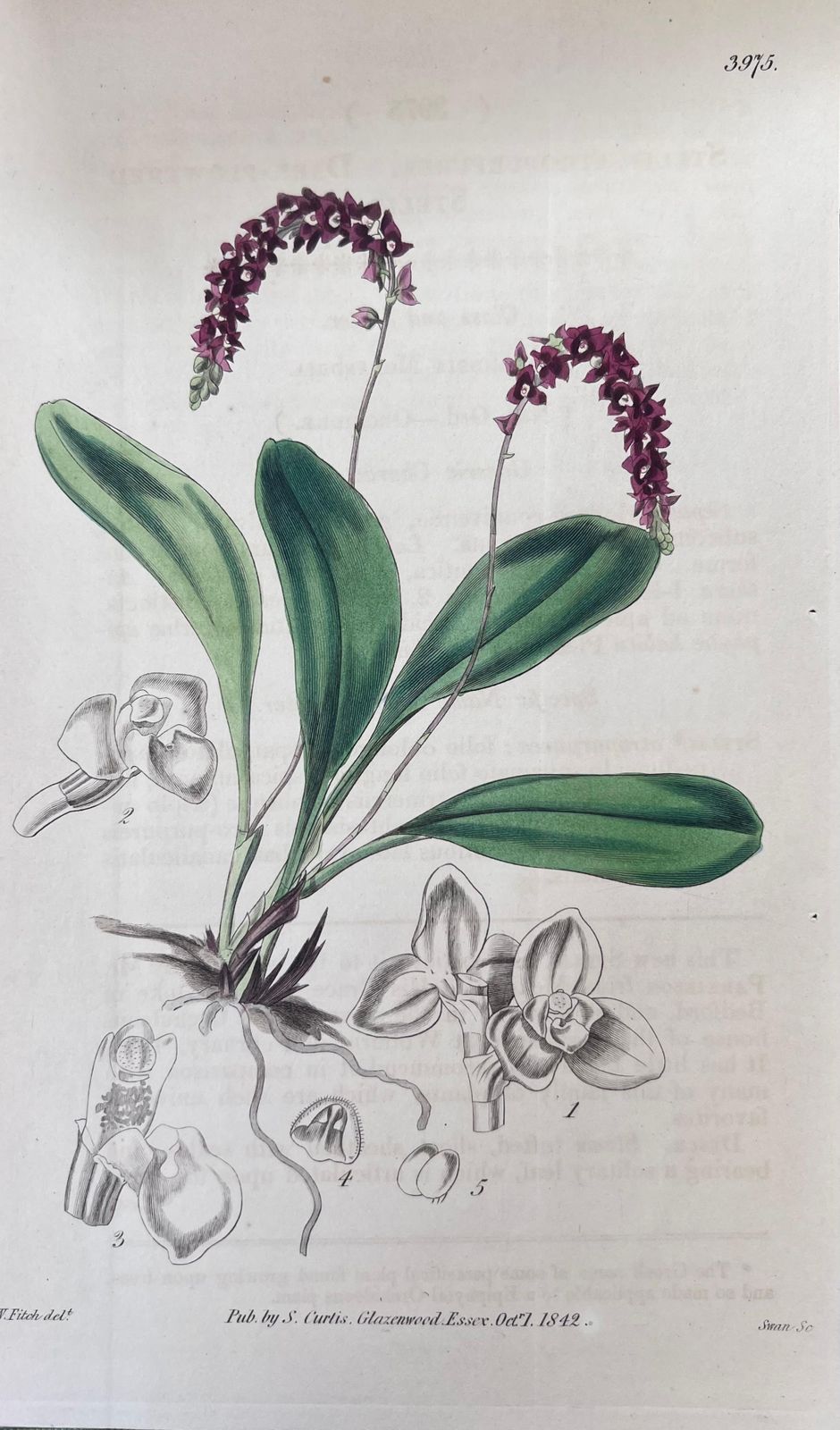 Unknownset Of Six Fine Antique British Hand Coloured Botanical Prints, Circa 1900'searly Mid 19th Century photo buy