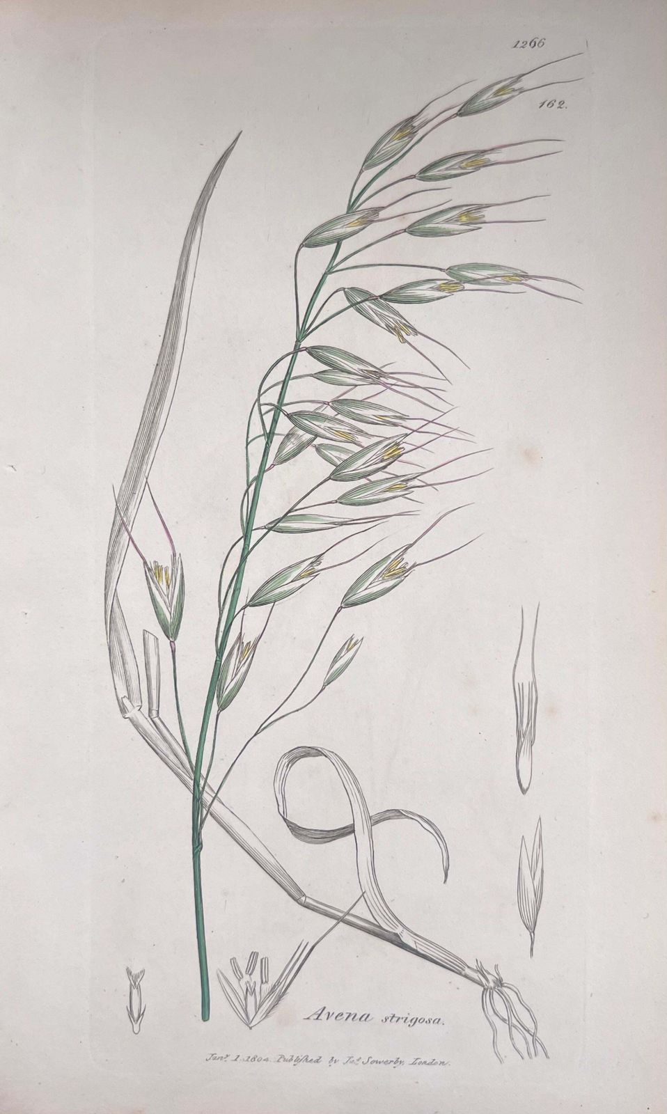 Unknownset Of Six Fine Antique British Hand Coloured Botanical Prints, Circa 1900'searly Mid 19th Century photo 407.0