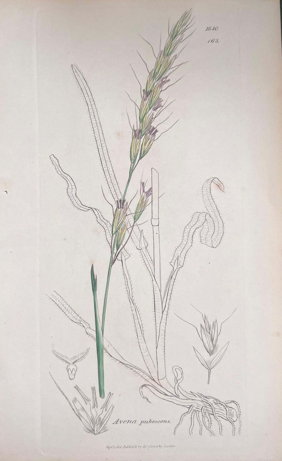 Unknownset Of Six Fine Antique British Hand Coloured Botanical Prints, Circa 1900'searly Mid 19th Century photo vinterior