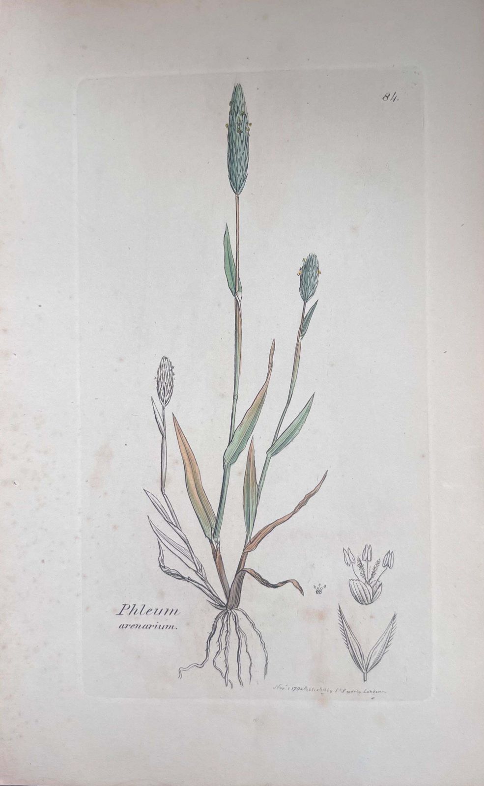 Unknownset Of Six Fine Antique British Hand Coloured Botanical Prints, Circa 1900'searly Mid 19th Century photo 407.0