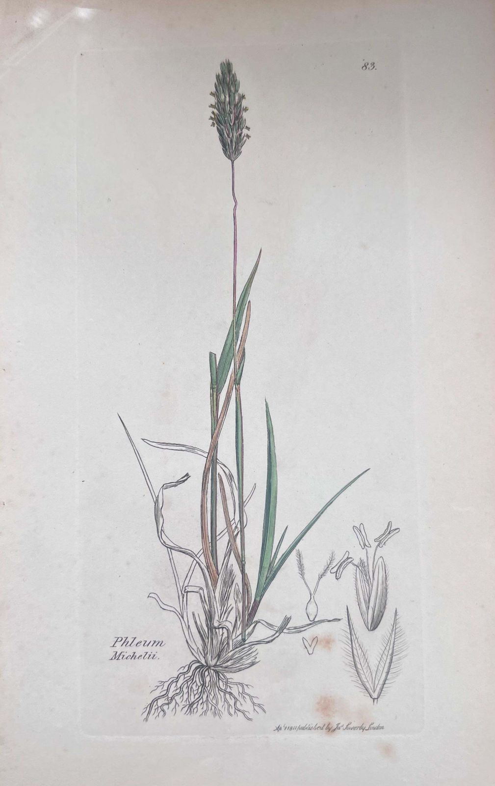 Unknownset Of Six Fine Antique British Hand Coloured Botanical Prints, Circa 1900'searly Mid 19th Century photo vinterior
