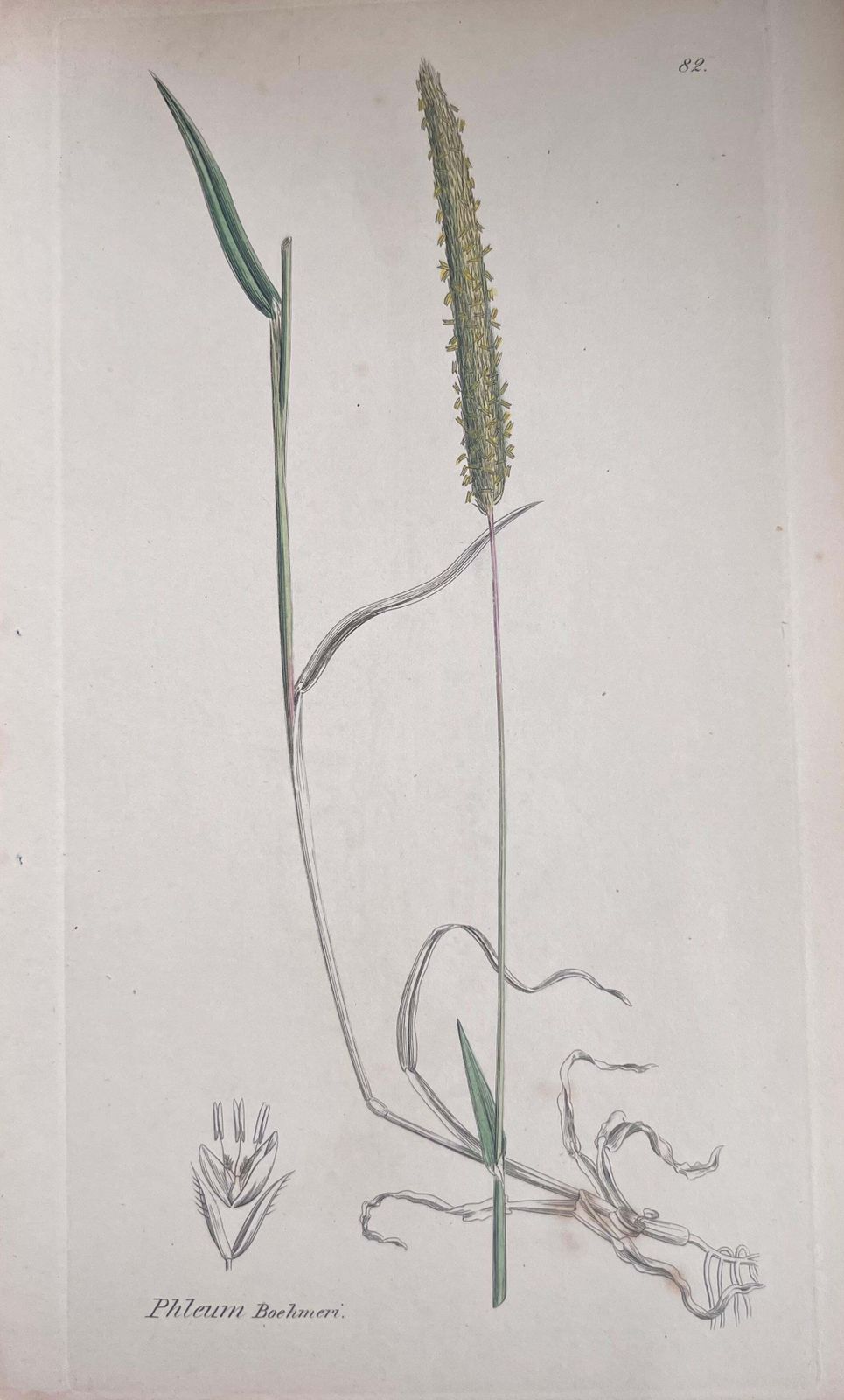 Unknownset Of Six Fine Antique British Hand Coloured Botanical Prints, Circa 1900'searly Mid 19th Century photo buy