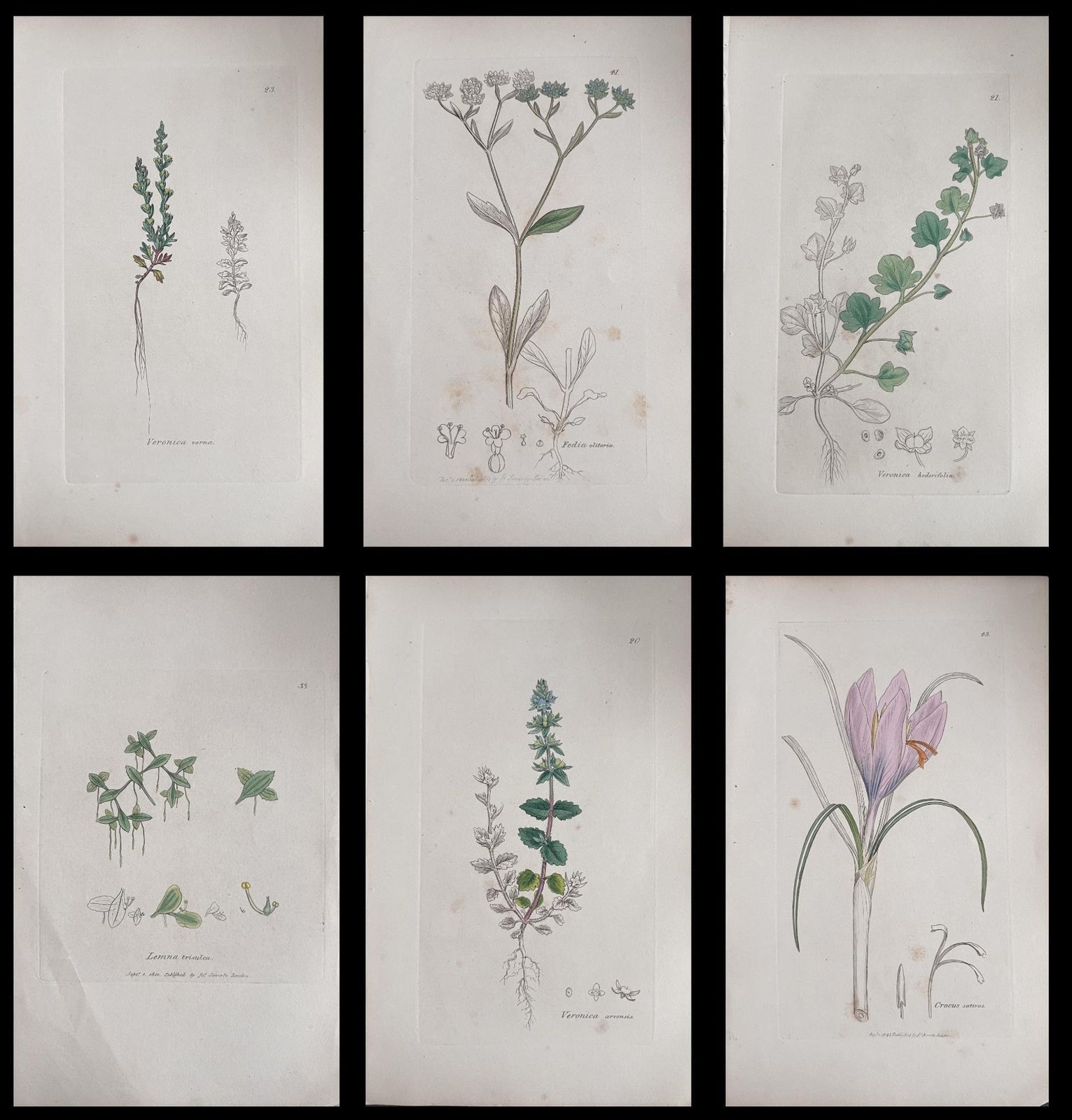 Unknownset Of Six Fine Antique British Hand Coloured Botanical Prints, Circa 1900'searly Mid 19th Century