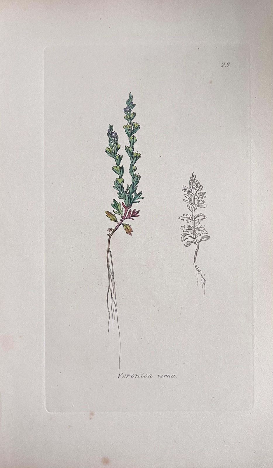 Unknownset Of Six Fine Antique British Hand Coloured Botanical Prints, Circa 1900'searly Mid 19th Century photo for sale