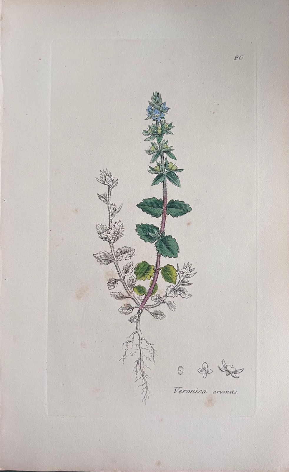 Unknownset Of Six Fine Antique British Hand Coloured Botanical Prints, Circa 1900'searly Mid 19th Century photo Art
