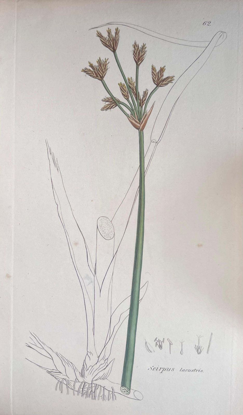 Unknownset Of Six Fine Antique British Hand Coloured Botanical Prints, Circa 1900'searly Mid 19th Century photo vinterior