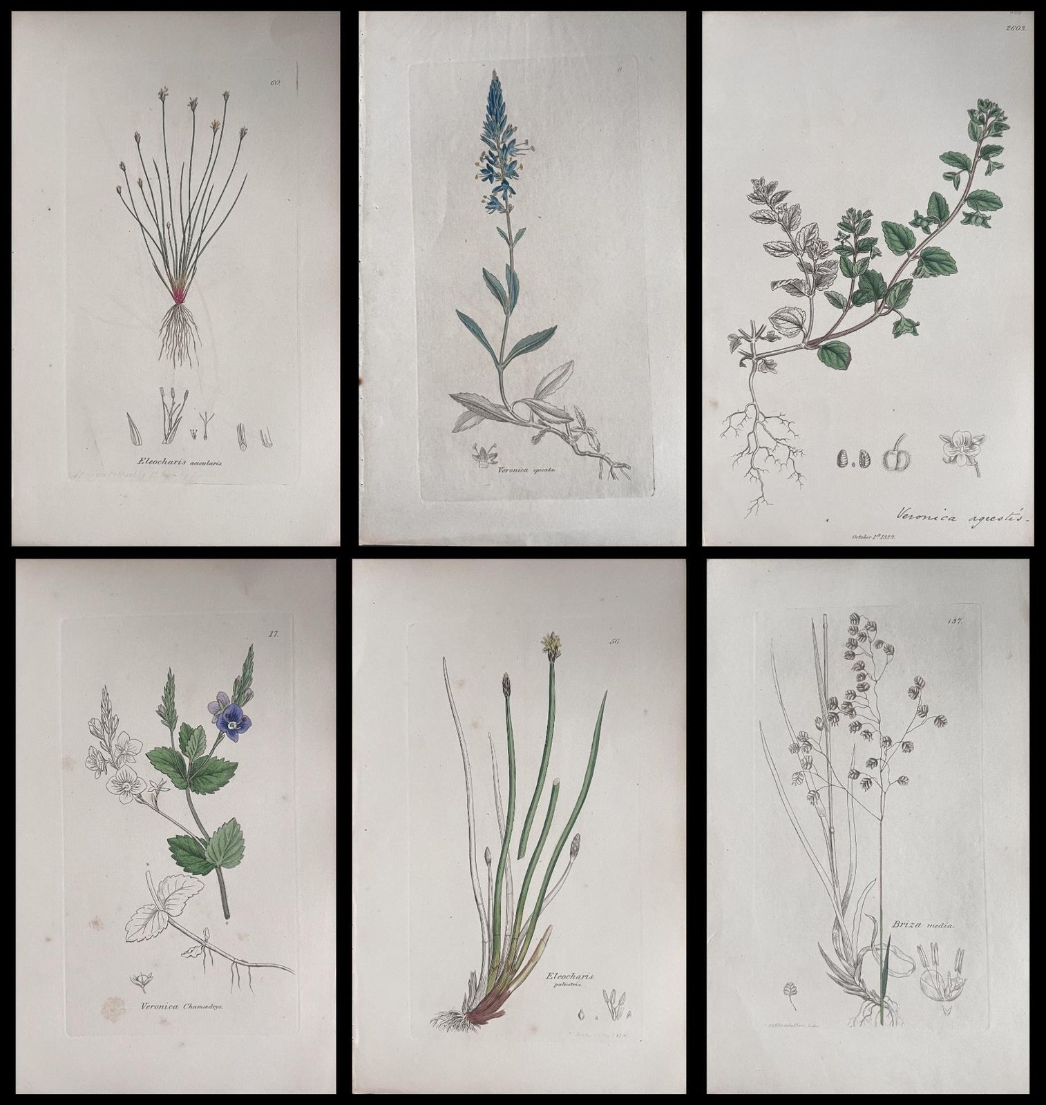 Unknownset Of Six Fine Antique British Hand Coloured Botanical Prints, Circa 1900'searly Mid 19th Century