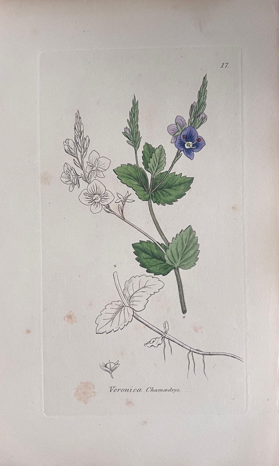 Unknownset Of Six Fine Antique British Hand Coloured Botanical Prints, Circa 1900'searly Mid 19th Century photo for sale