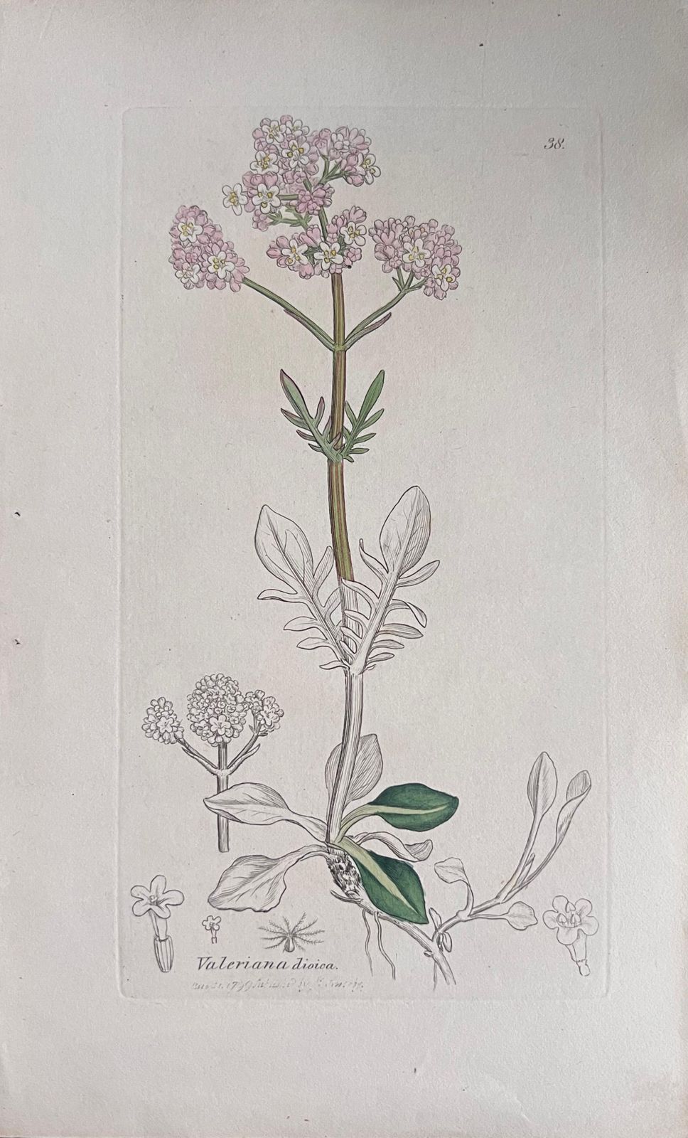 Unknownset Of Six Fine Antique British Hand Coloured Botanical Prints, Circa 1900'searly Mid 19th Century photo 407.0