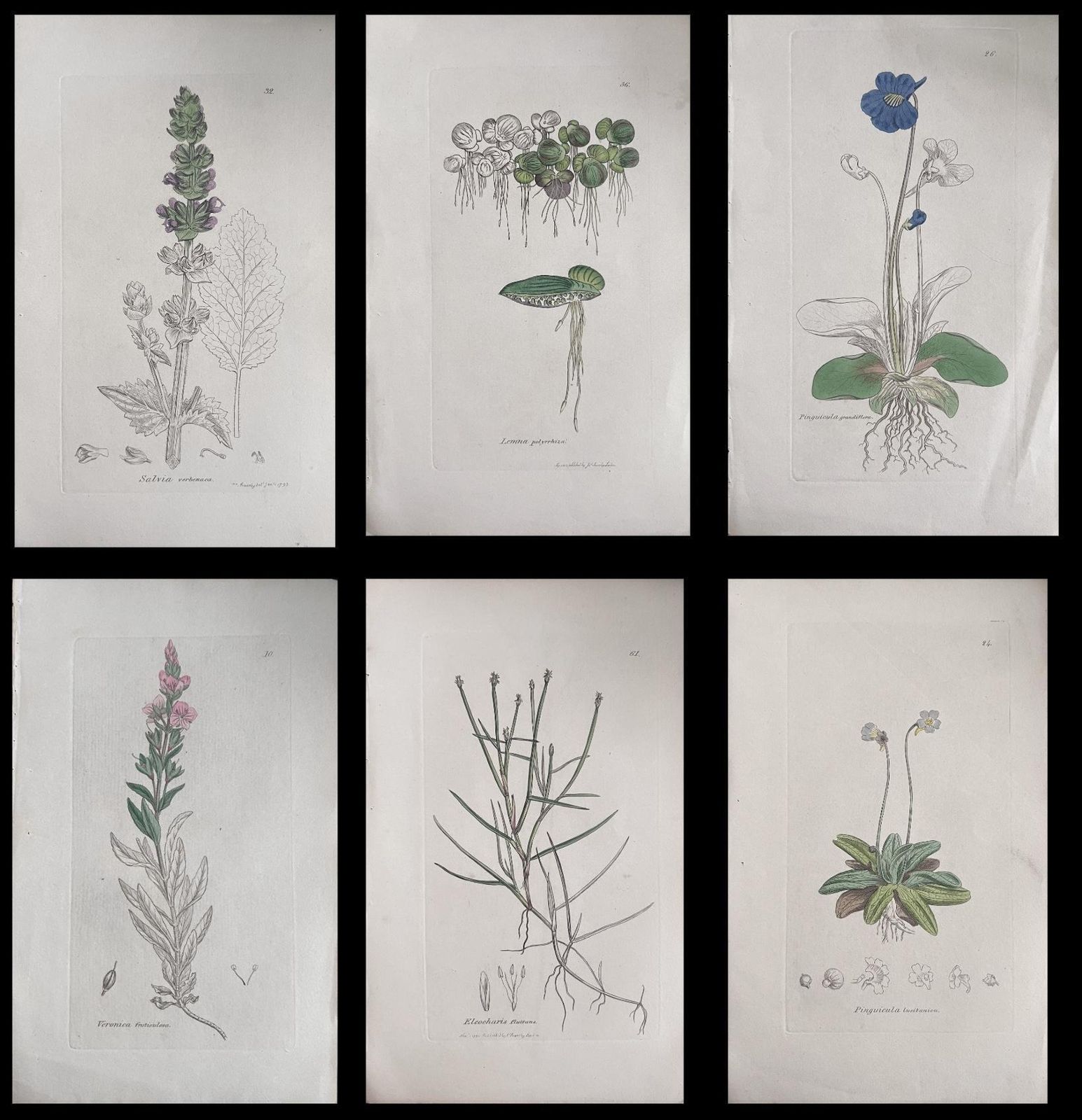 Unknownset Of Six Fine Antique British Hand Coloured Botanical Prints, Circa 1900'searly Mid 19th Century