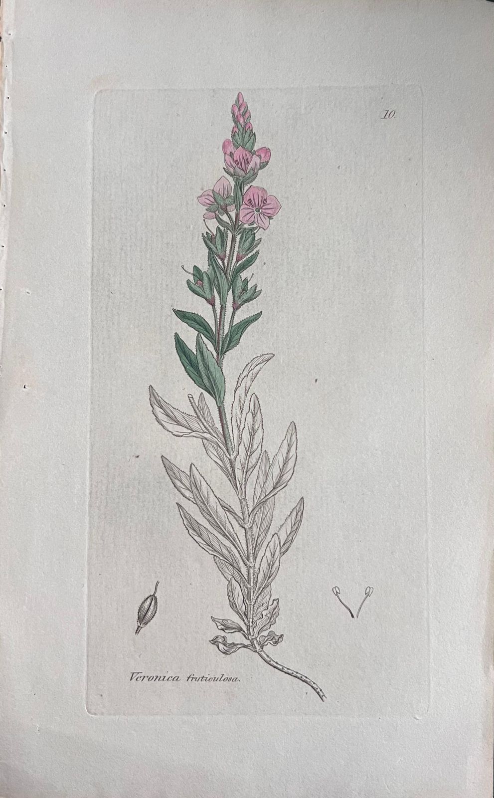 Unknownset Of Six Fine Antique British Hand Coloured Botanical Prints, Circa 1900'searly Mid 19th Century photo for sale