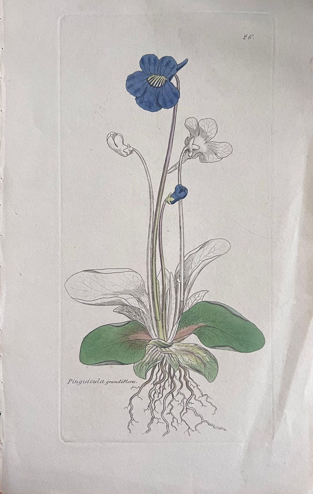 Unknownset Of Six Fine Antique British Hand Coloured Botanical Prints, Circa 1900'searly Mid 19th Century photo Art