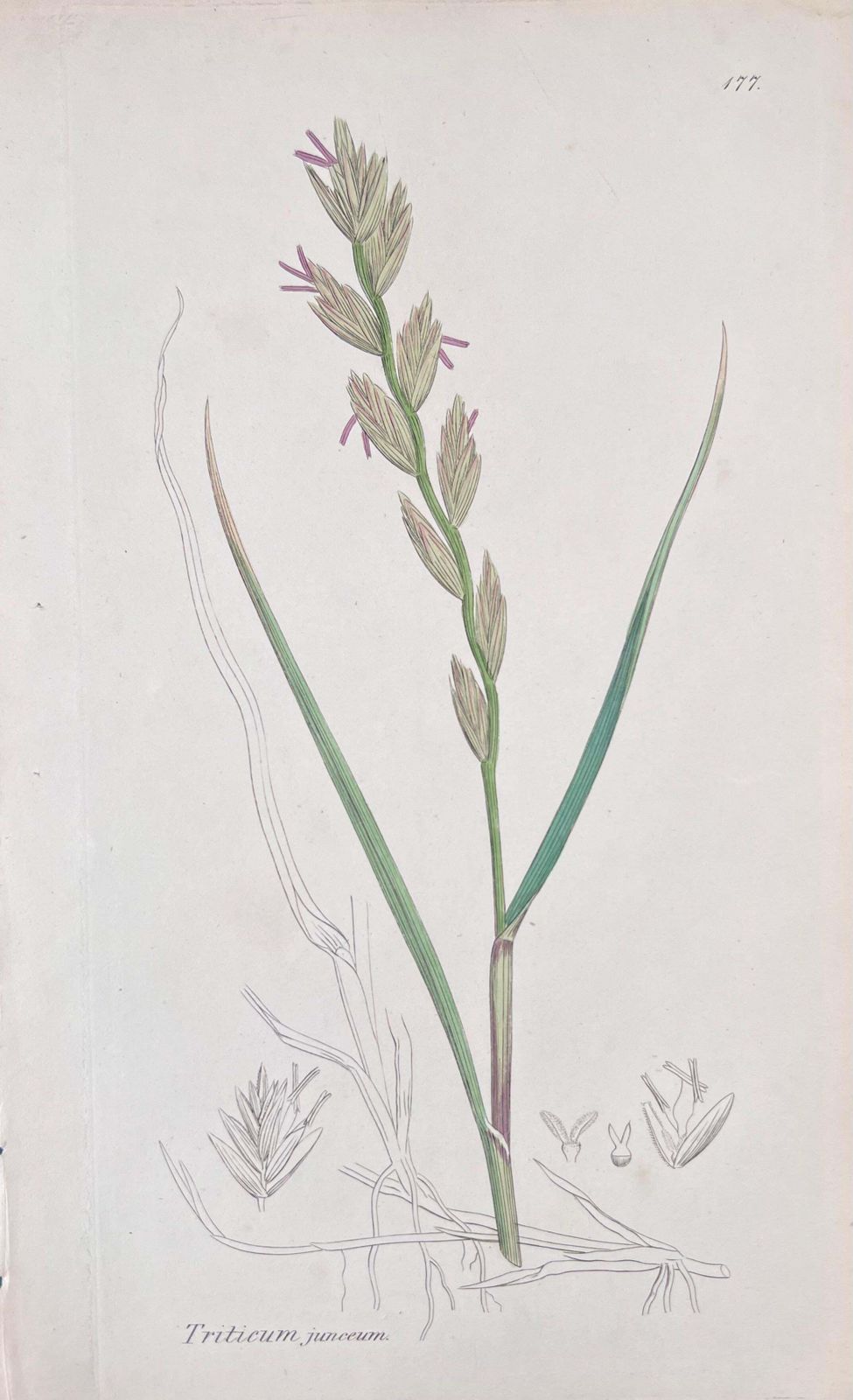 Unknownset Of Six Fine Antique British Hand Coloured Botanical Prints, Circa 1900'searly Mid 19th Century photo for sale