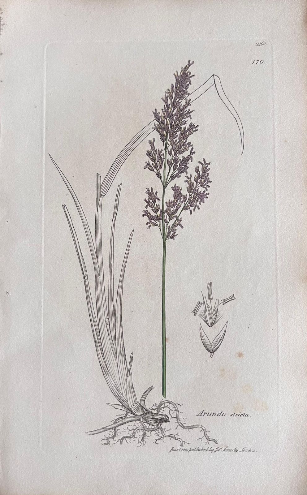 Unknownset Of Six Fine Antique British Hand Coloured Botanical Prints, Circa 1900'searly Mid 19th Century photo 407.0