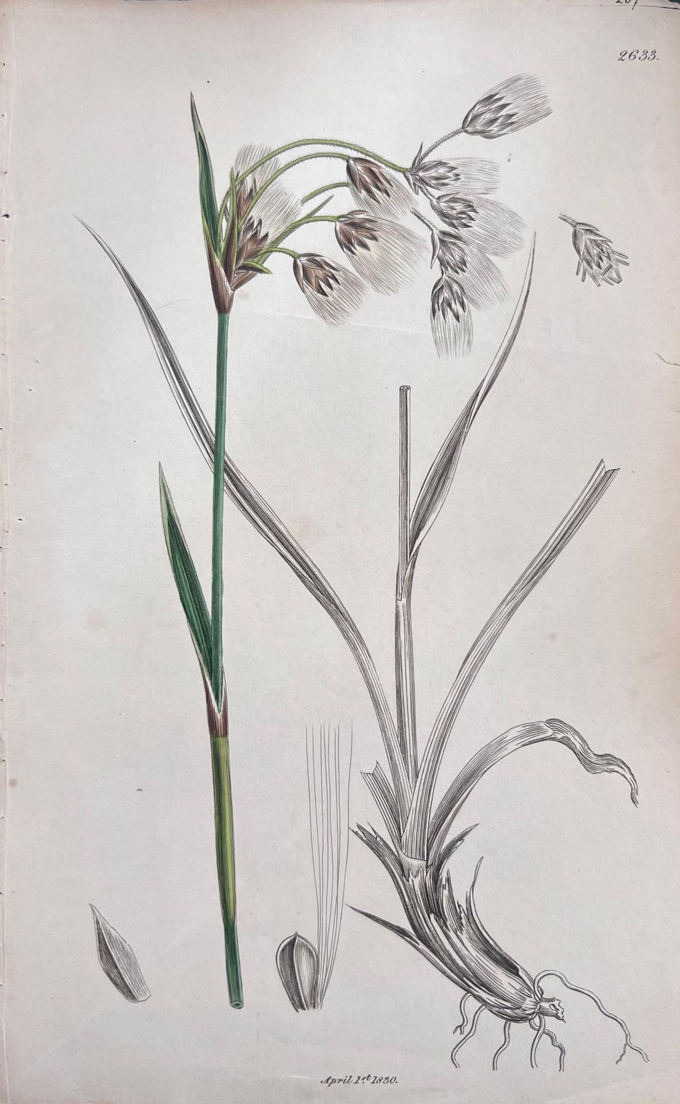 Unknownset Of Six Fine Antique British Hand Coloured Botanical Prints, Circa 1900'searly Mid 19th Century photo for sale