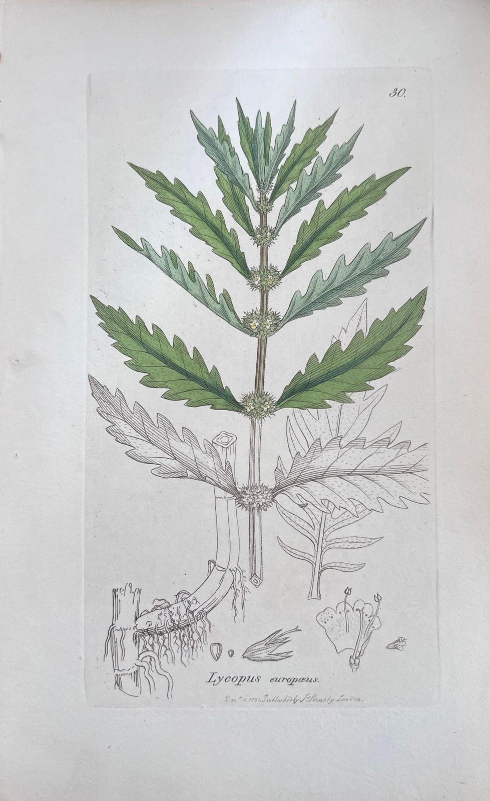 Unknownset Of Six Fine Antique British Hand Coloured Botanical Prints, Circa 1900'searly Mid 19th Century photo Art
