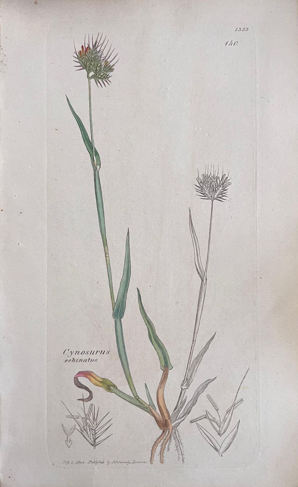 Unknownset Of Six Fine Antique British Hand Coloured Botanical Prints, Circa 1900'searly Mid 19th Century photo for sale