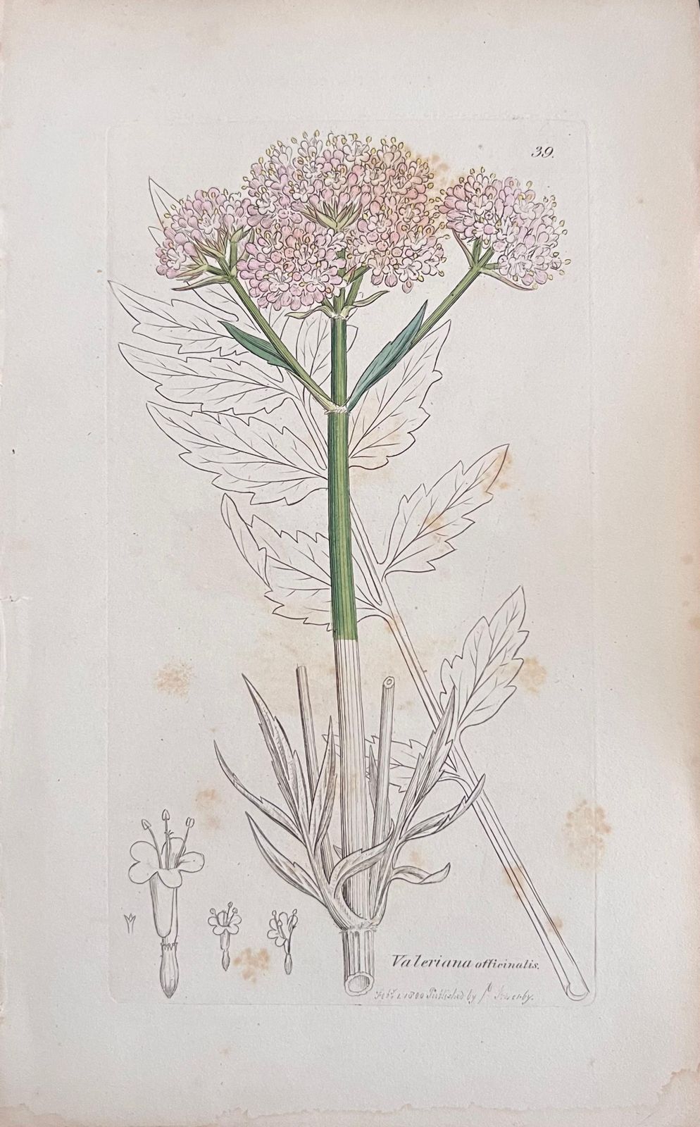 Unknownset Of Six Fine Antique British Hand Coloured Botanical Prints, Circa 1900'searly Mid 19th Century photo for sale