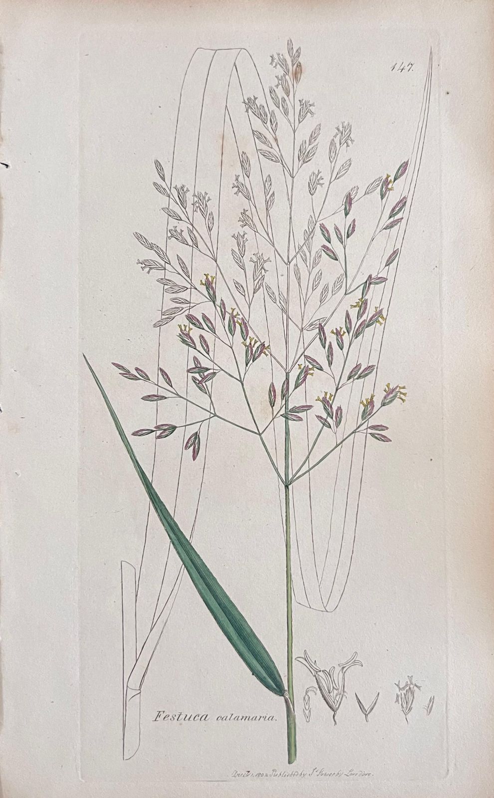 Unknownset Of Six Fine Antique British Hand Coloured Botanical Prints, Circa 1900'searly Mid 19th Century photo furniture