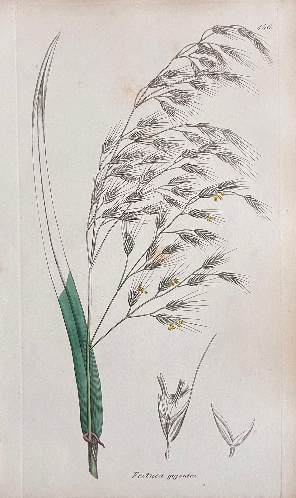 Unknownset Of Six Fine Antique British Hand Coloured Botanical Prints, Circa 1900'searly Mid 19th Century photo for sale