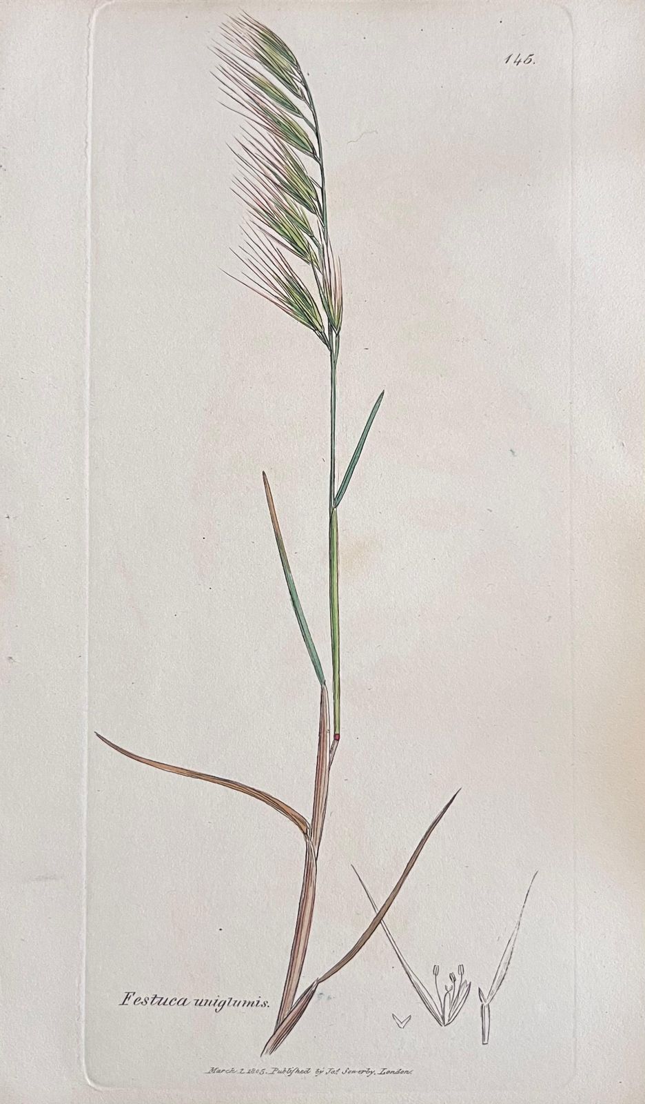 Unknownset Of Six Fine Antique British Hand Coloured Botanical Prints, Circa 1900'searly Mid 19th Century photo Art