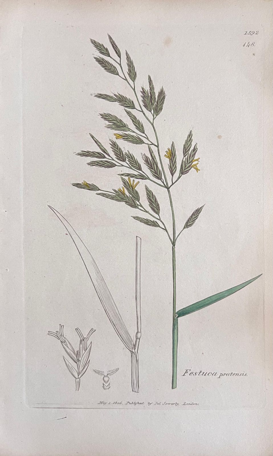 Unknownset Of Six Fine Antique British Hand Coloured Botanical Prints, Circa 1900'searly Mid 19th Century photo buy