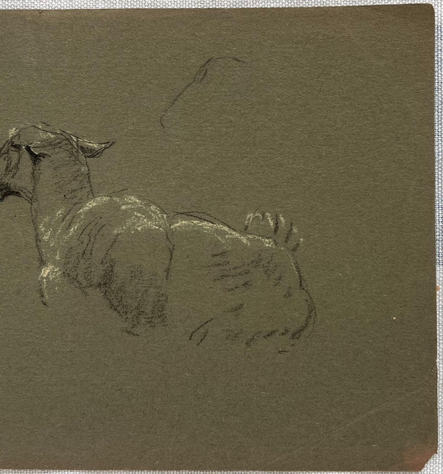 John Rabone Harveybritish Chalk Pencil Sketch Of Sheep Lying Down With Pricked Ears1966 photo for sale