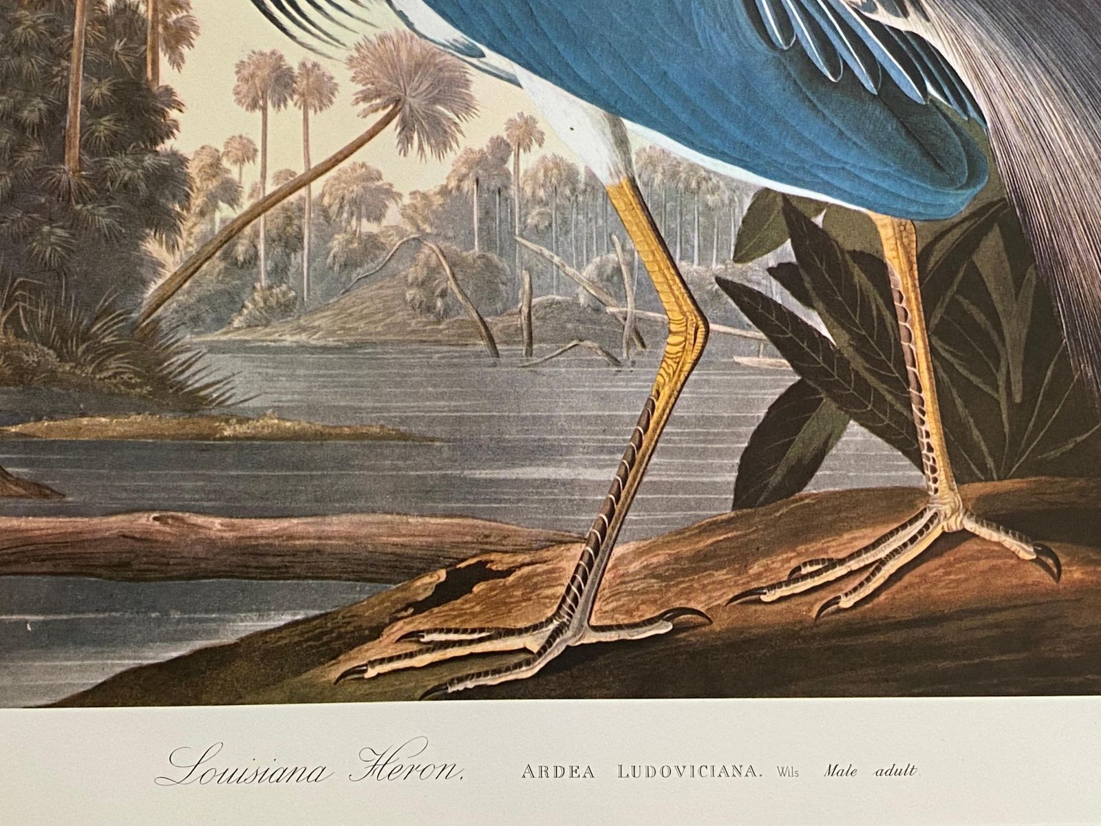 Unknownlarge Classical Bird Color Print After John James Audubon, Louisiana Heron20th Century photo vinterior