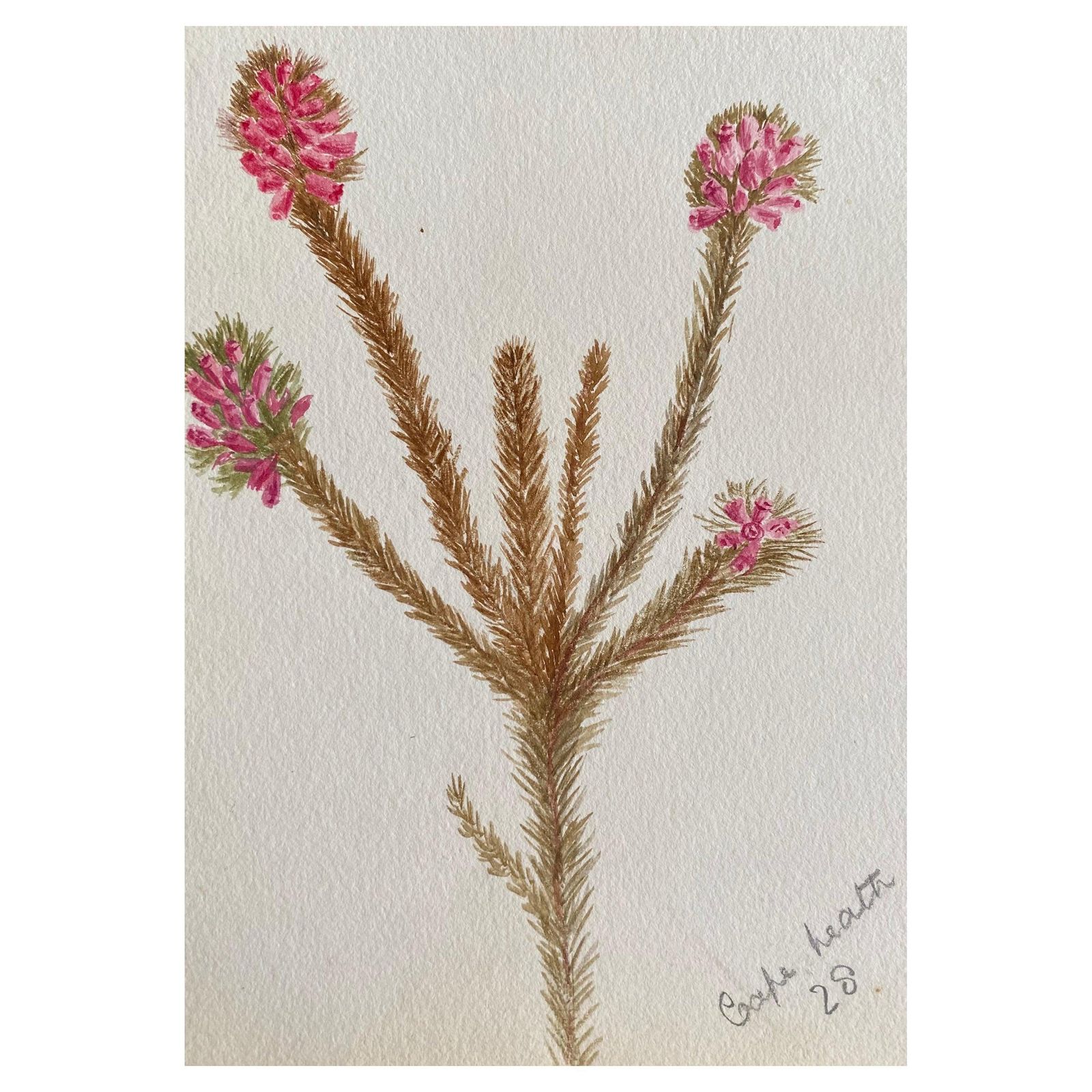 Unknownfine Antique British Botannical Watercolour Painting, Circa 1900'scirca 1900s