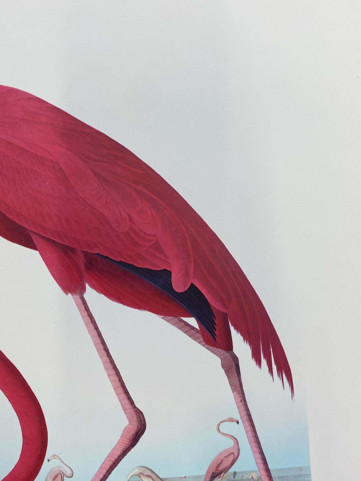 Unknownlarge Classical Bird Color Print After John James Audubon, American Flamingo20th Century photo 138.0