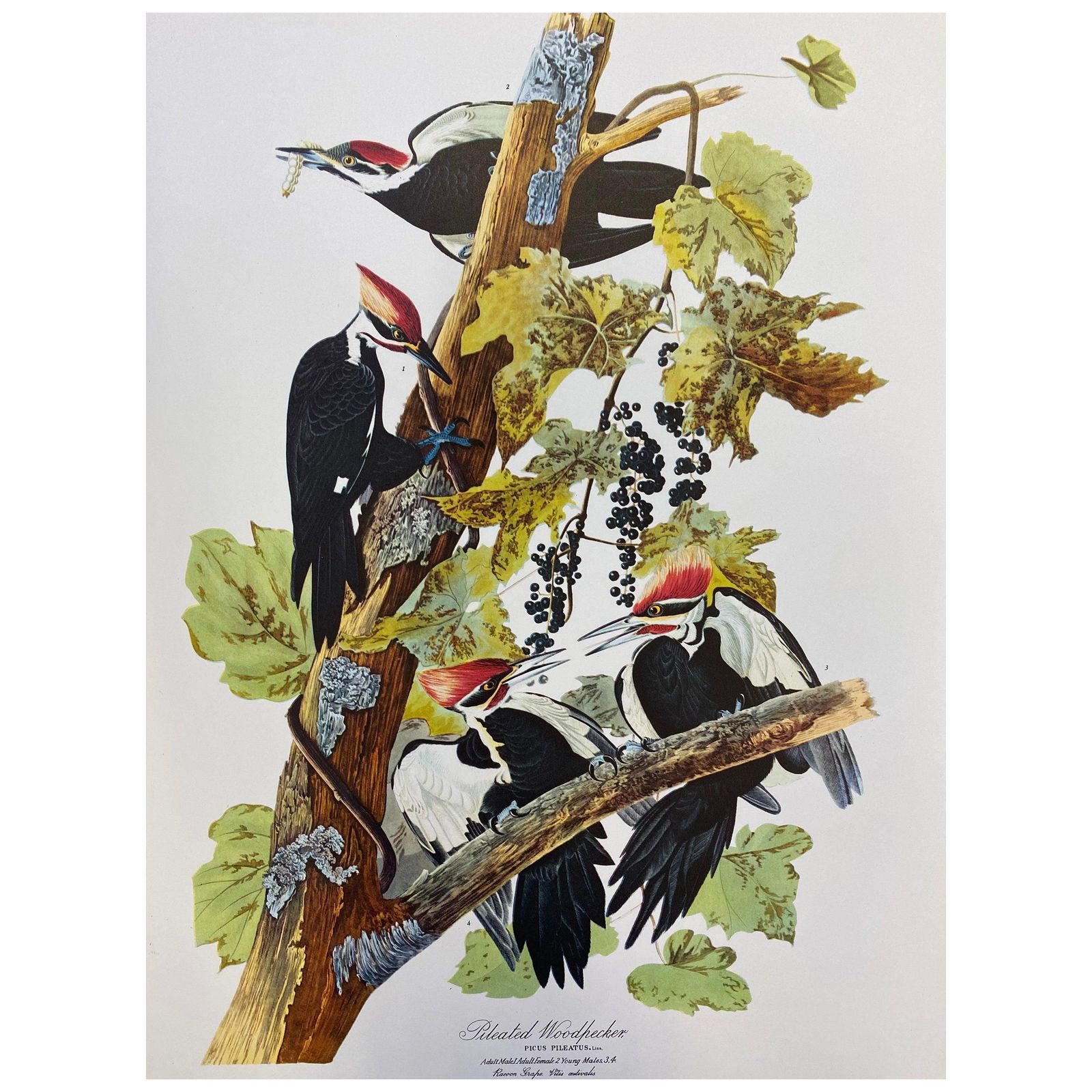 Unknownlarge Classical Bird Color Print After John James Audubon, Pileated Woodpecker20th Century