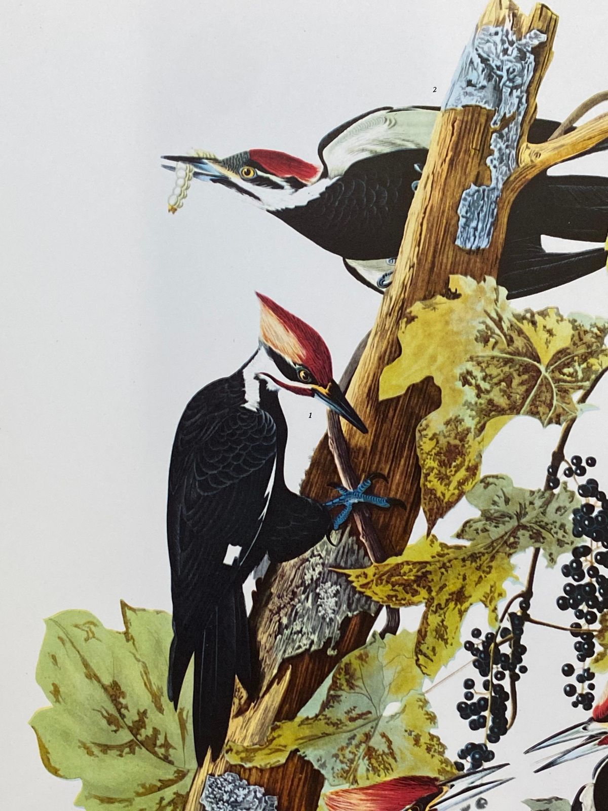 Unknownlarge Classical Bird Color Print After John James Audubon, Pileated Woodpecker20th Century photo furniture