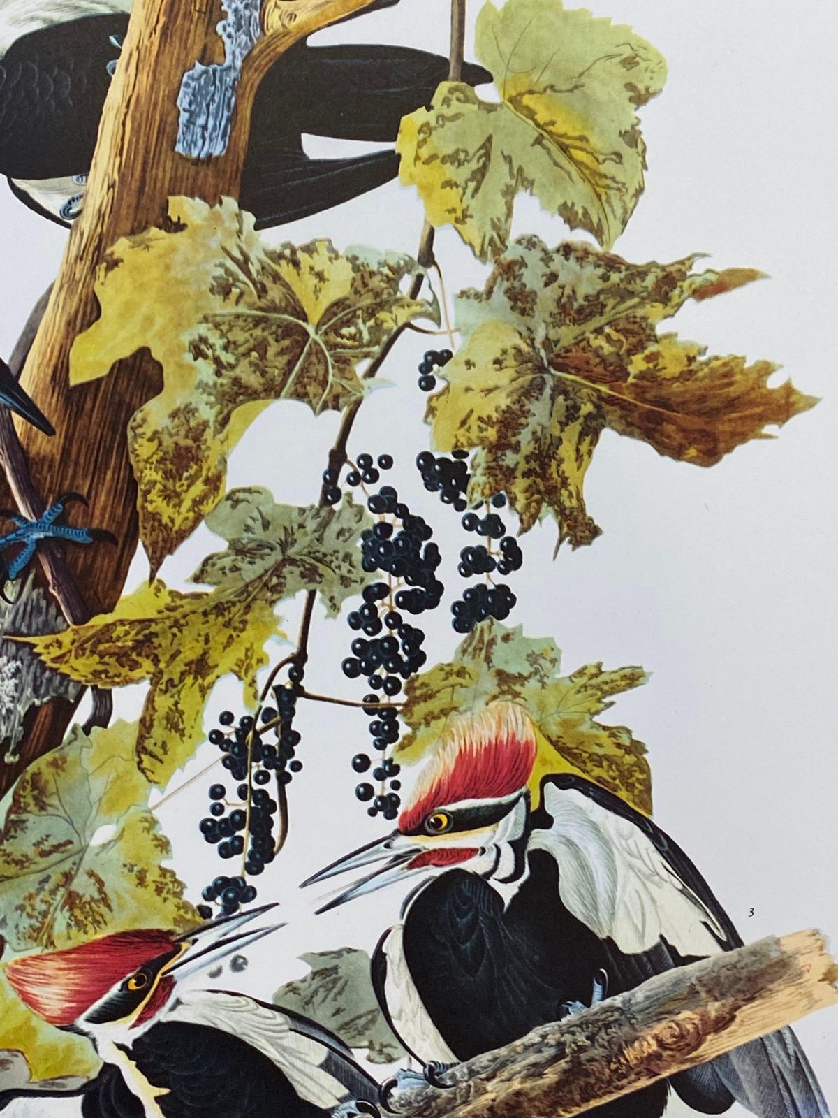 Unknownlarge Classical Bird Color Print After John James Audubon, Pileated Woodpecker20th Century photo for sale