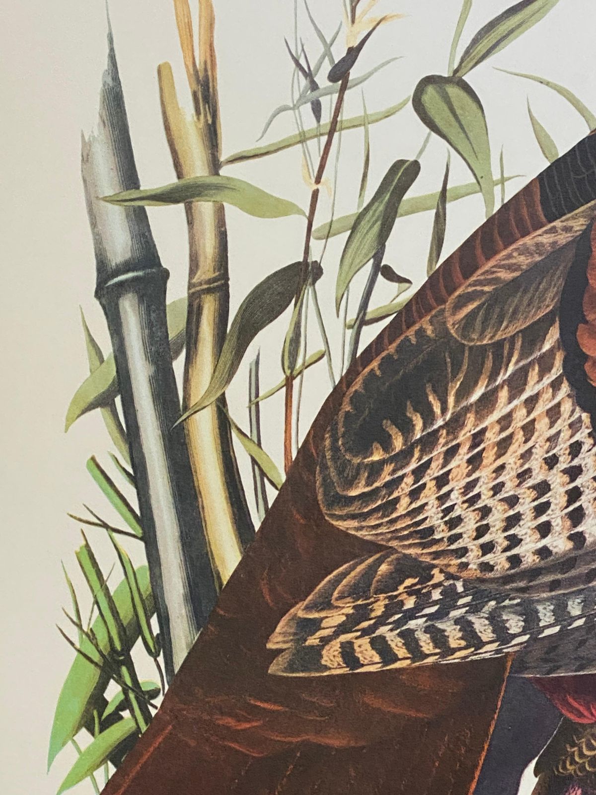 Unknownlarge Classical Bird Color Print After John James Audubon, Wild Turkey20th Century photo for sale