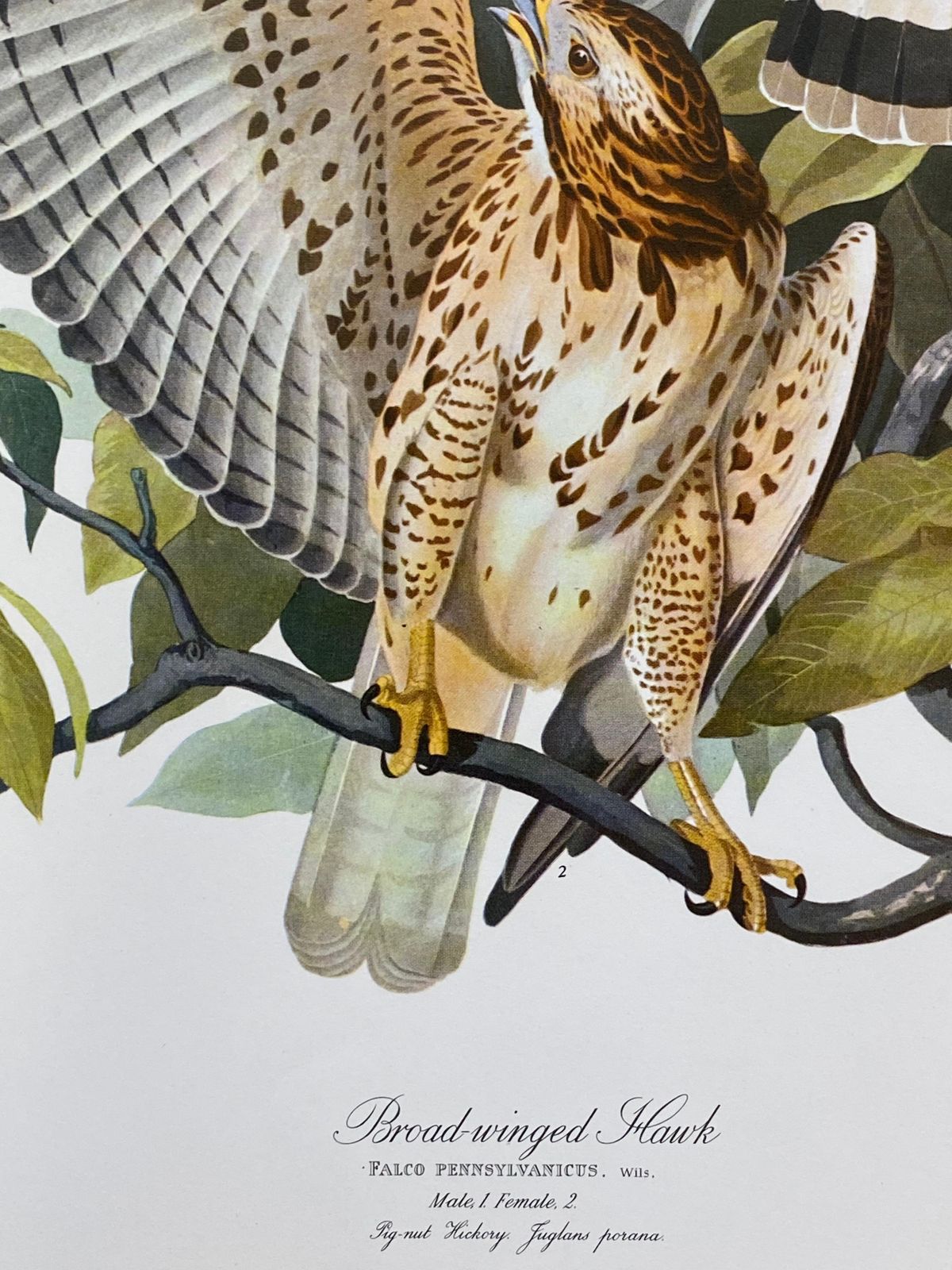 Unknownlarge Classical Bird Color Print After John James Audubon, Cat Bird20th Century photo Art