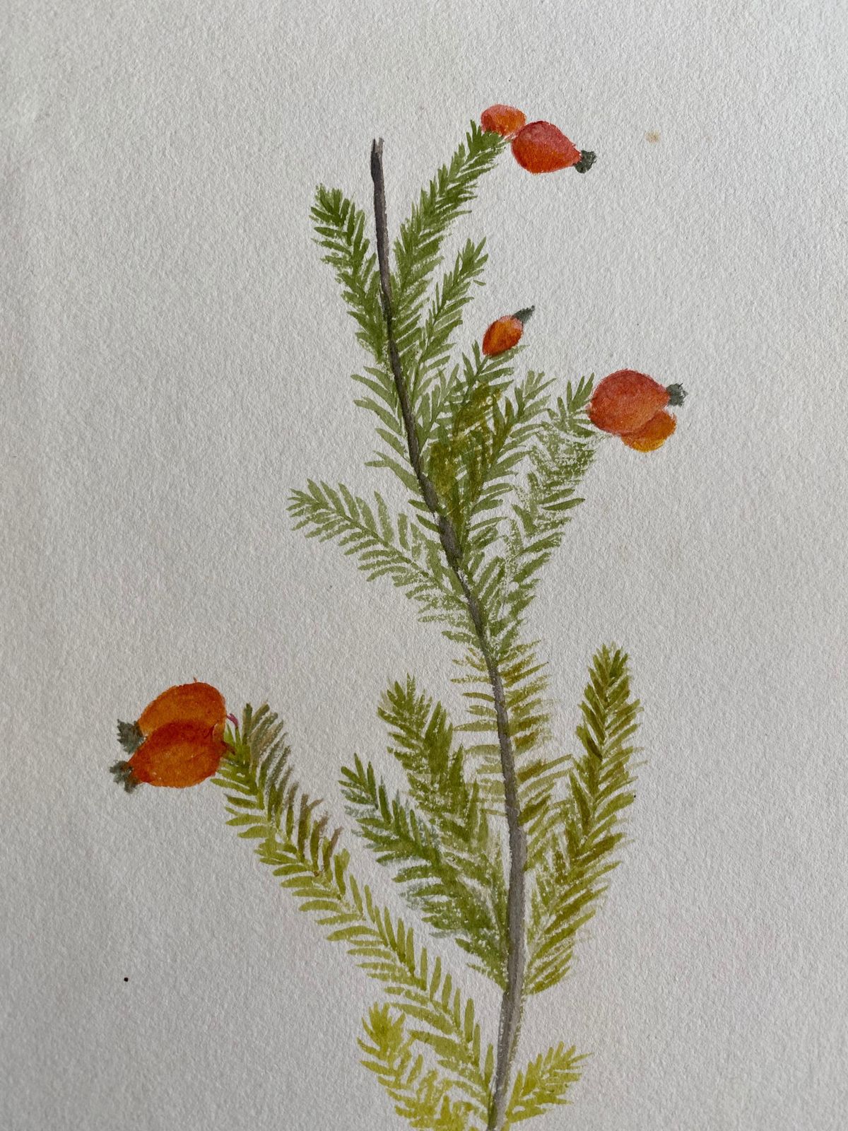 Unknownfine Antique British Botannical Watercolour Painting, Circa 1900'scirca 1900s photo Art