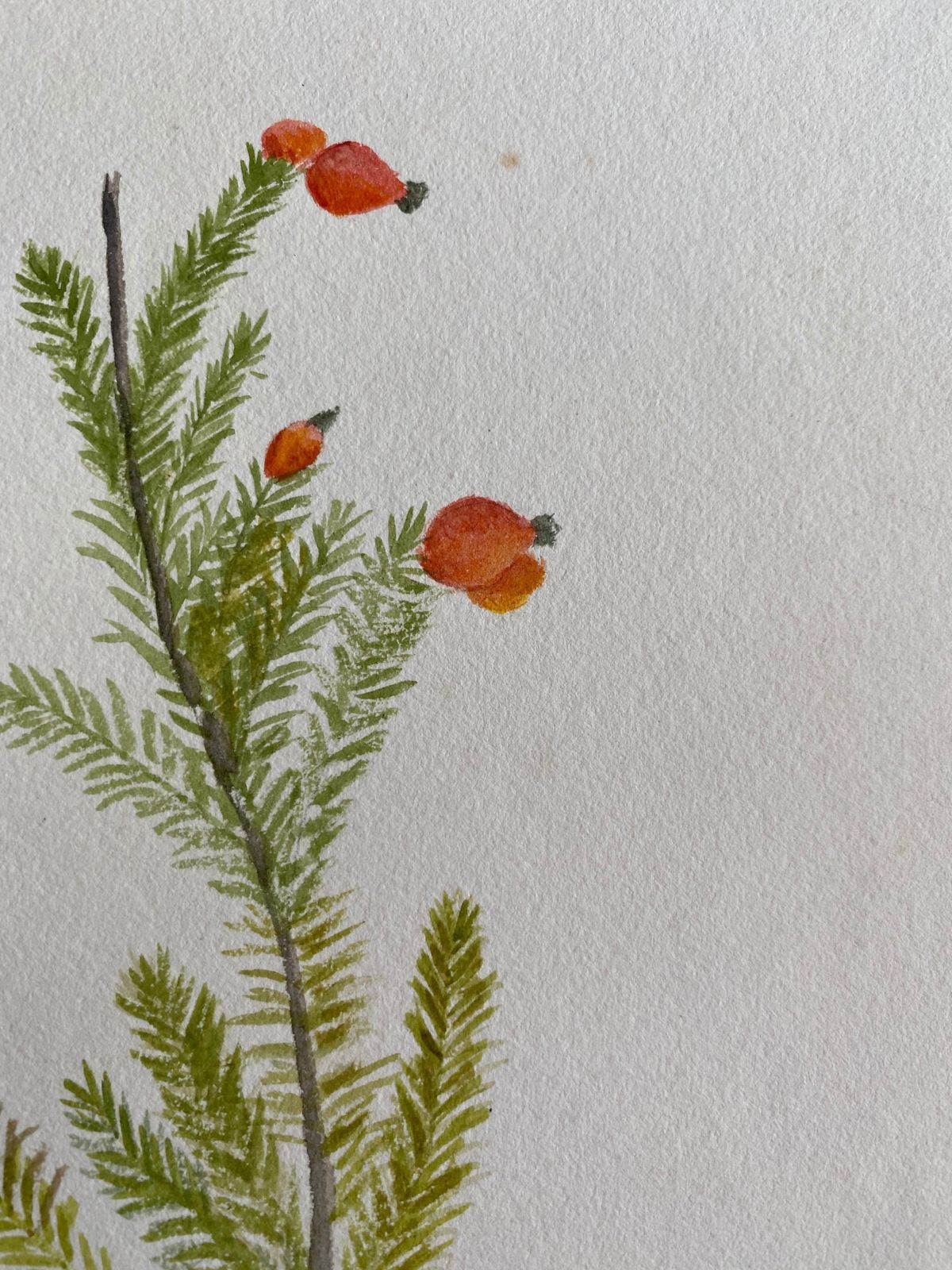 Unknownfine Antique British Botannical Watercolour Painting, Circa 1900'scirca 1900s photo 148.0