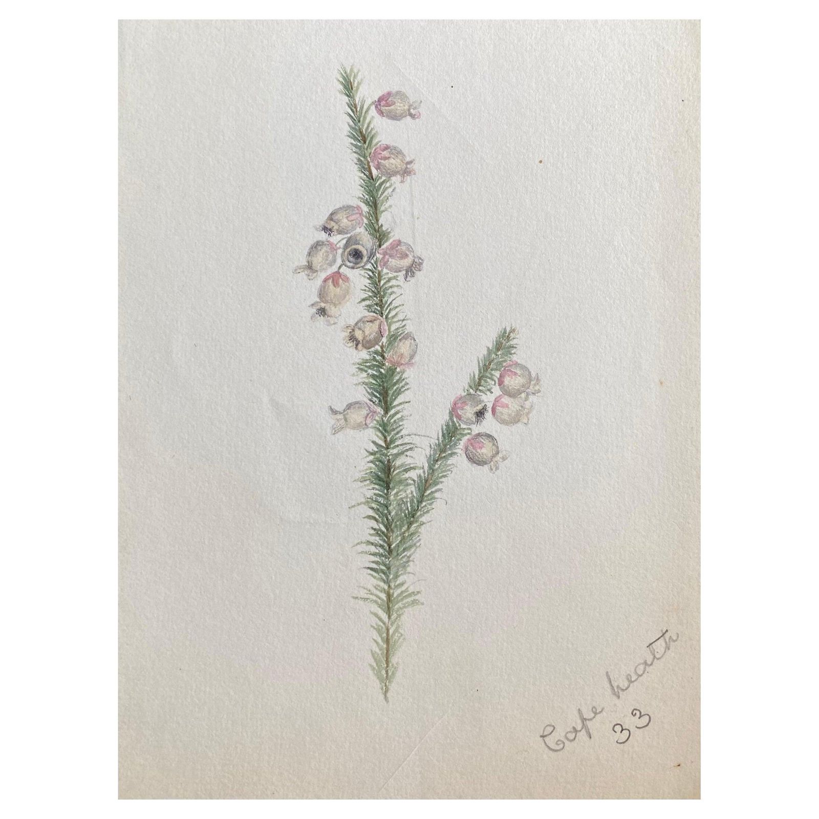 Unknownfine Antique British Botannical Plant Watercolour Painting, Circa 1900'scirca 1900s