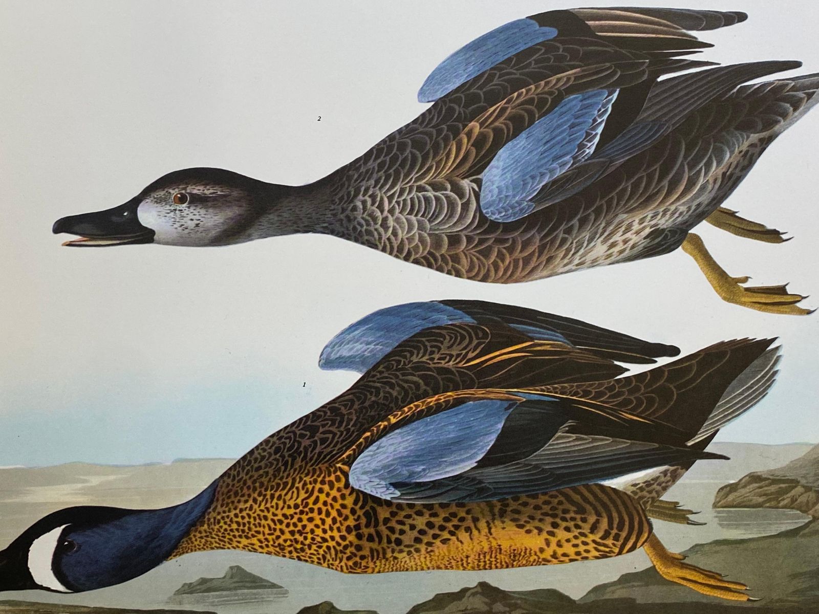Unknownlarge Classical Bird Color Print After John James Audubon, Blue Winged Teal20th Century photo furniture